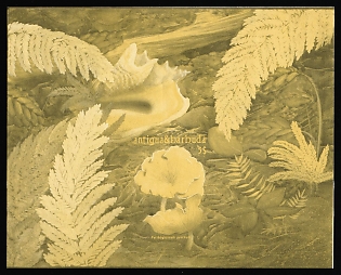 1986 5$ Antigua & Barbuda, Souvenir Sheet, Trial Color, Proof, Imperforate