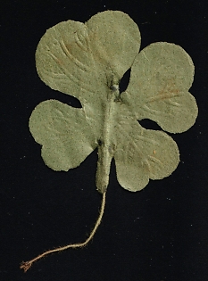 Four-Leaf Clover, Russian Empire Cinderella in Favor of Soldiers