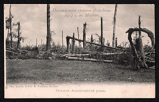 1904 'The Aftermath of the June 16, 1904 Hurricane in Moscow. Remains of the Annenhof Grove', Russian Empire, Picture Postcard, Mint