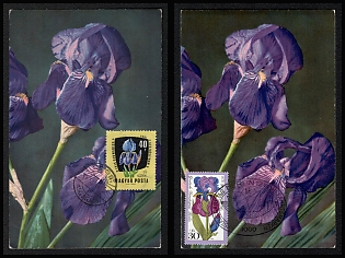 1961-76 Hungarian People's Republic, 'Irises' Commemorative Picture Postcards franked with 30f, 40f, Thematic Group