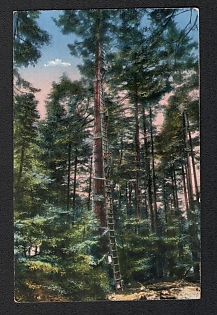 1915 (25 Oct) German Empire 'War Pictures from the Vosges: Tree Post, Military Picture Postcard