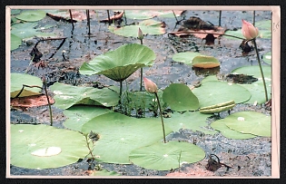 Republic of India, 'Pink Lotus Buds and Green Leaves in Water' Picture Postcard franked with 5r, Thematic Group, Mint