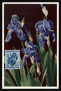 1953 Kingdom of the Netherlands, 'Irises and Botanical Floral Art' Picture Postcard franked with 20c+5c
